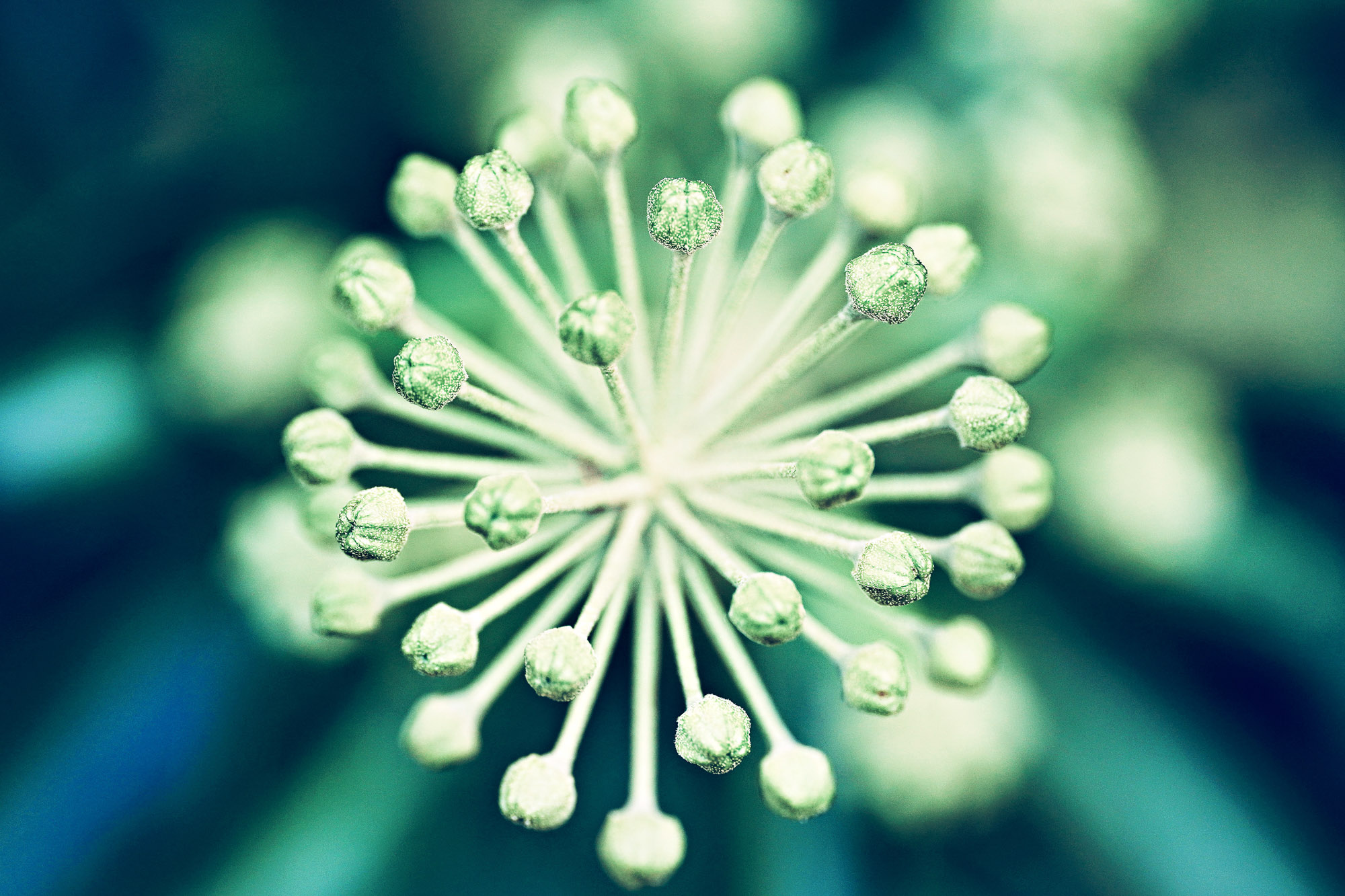 Makro einer kugelf&ouml;rmigen, gr&uuml;nen Pflanze mit vielen Knospen